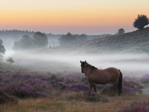 viewes, Horse, Fog, trees, heath