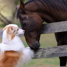 dog, Horse, white and red