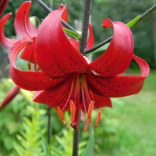 Lily, red hot