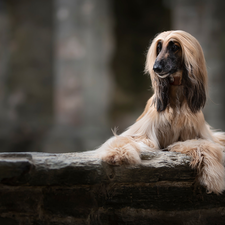 ledge, dog, Afghan Hound