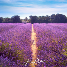 Path, Field, viewes, house, trees, lavender