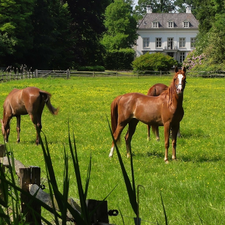 house, bloodstock, Meadow