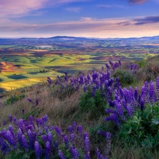 Flowers, lupine, field, Houses, The Hills