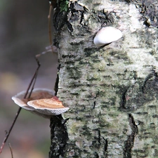 trunk, cork, Hubs, birch-tree