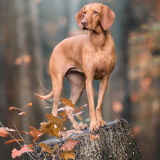 stump, Leaf, dog, Hungarian Shorthaired Pointer, Brown