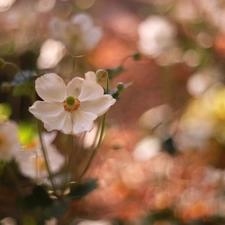 Flowers, White, Anemone Hupehensis
