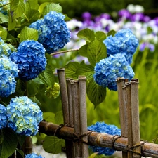 Hurdle, Blue, hydrangea