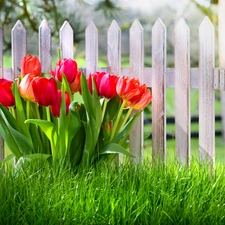 Hurdle, Red, Tulips