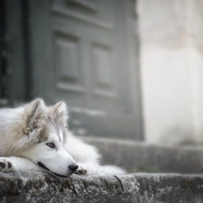 Stairs, Doors, Siberian Husky, muzzle, dog