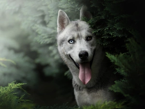 scrub, dog, Siberian Husky