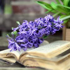 Book, Colourfull Flowers, hyacinth