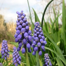 hyacinth Muscari