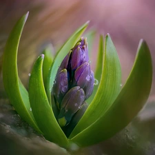 rapprochement, Colourfull Flowers, hyacinth