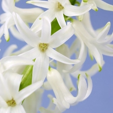 White, hyacinth