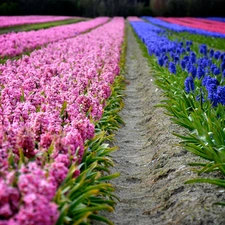 color, Hyacinths