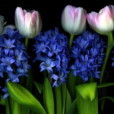 Tulips, Hyacinths