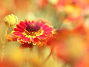 Helenium Hybridum, Red, Colourfull Flowers