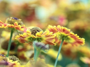 Helenium Hybridum, Red, Yellow, Flowers
