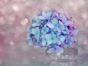 Flowers, hydrangea, Blue and Pink