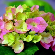 Coloured, hydrangea