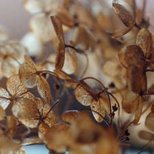 dry, hydrangea