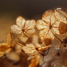 Colourfull Flowers, Dried, hydrangea