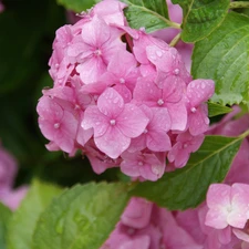 hydrangea, nature, Flowers