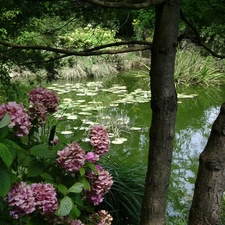 Pond Water, Garden, hydrangea