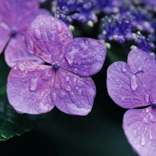 hydrangea