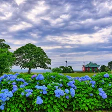 trees, Blue, house, hydrangeas, Bush, viewes, clouds