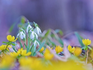 Flowers, snowdrops, Eranthis hyemalis