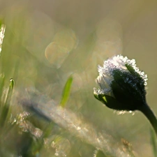 frozen, crystals, ice, daisy