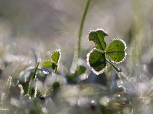 frozen, crystals, ice, trefoil