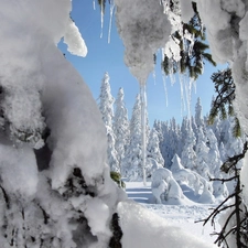 icicle, ice, Snowy, Spruces, forest