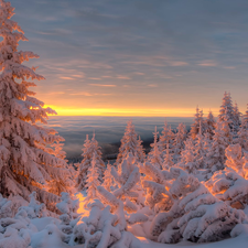 Sunrise, winter, Snowy, illuminated, Spruces, snow