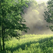 Bush, trees, rays, viewes, green ones, incident, sunny