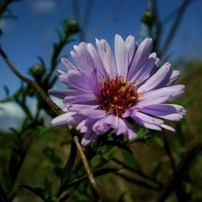 Aster, inflorescence