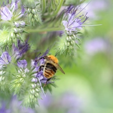 Insect, bee, Flowers, purple, Scorpionweed