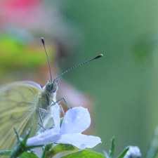 butterfly, Colourfull Flowers, Insect, Cabbage