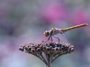 dragon-fly, female, Insect, Vagrant Darter