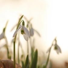 Insect, White, snowdrops