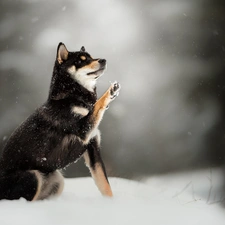 fuzzy, background, Shiba inu, snow, dog