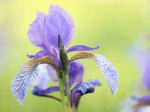 Colourfull Flowers, lilac, iris