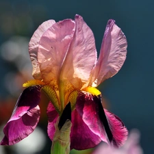 Pink, iris