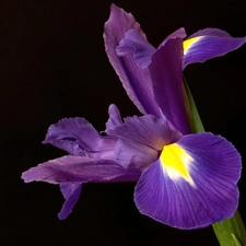 Violet, iris