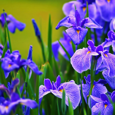 Irises, Blue, Flowers