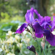 purple, Irises