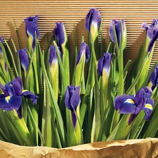 irises, bouquet, violet