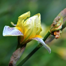 Yellow, Irises