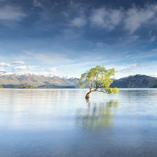 Wanaka Lake, South Island, New Zeland, trees